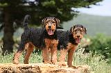 AIREDALE TERRIER 322